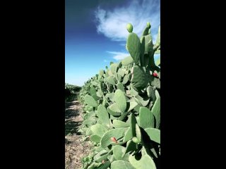 edible cactus